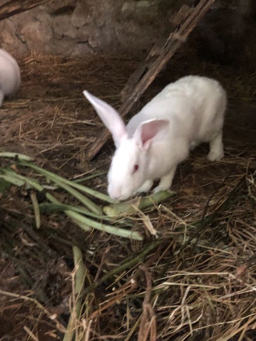 Coelho Branco Caseiro