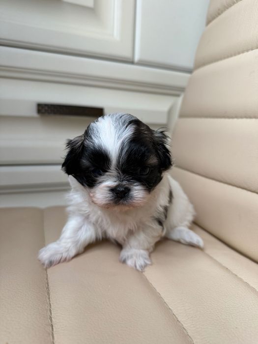 Пекінеси королівські цуцики