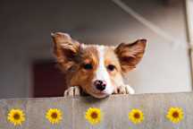 Border Collie Red Merle Vermelho Australiano Sable Blue