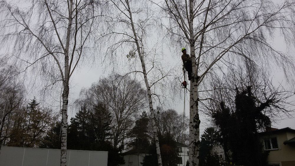 Wycinanie drzew, frezowanie pni, podnośnik koszowy, czyszczenie działe