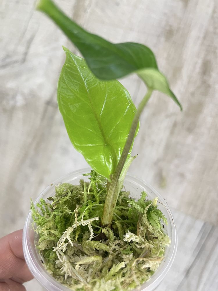 Алоказія (Alocasia) Scalprum ,Odora variegata Batik