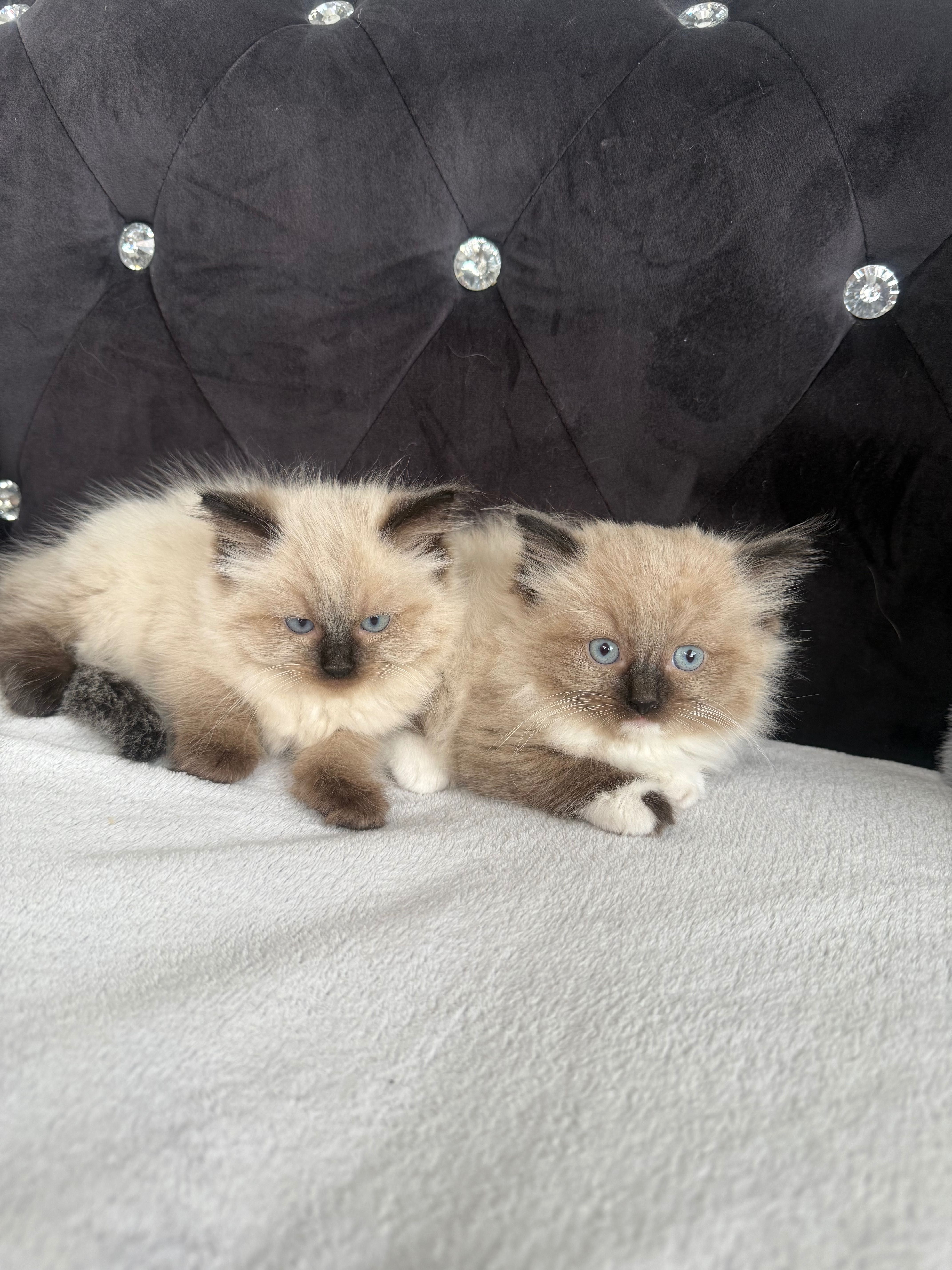 Kotka  Ragdoll n