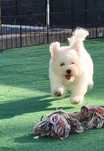 Bichon Frisé de excelente qualidade