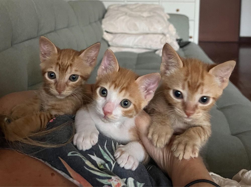 Gatos bebes para adoção responsavel