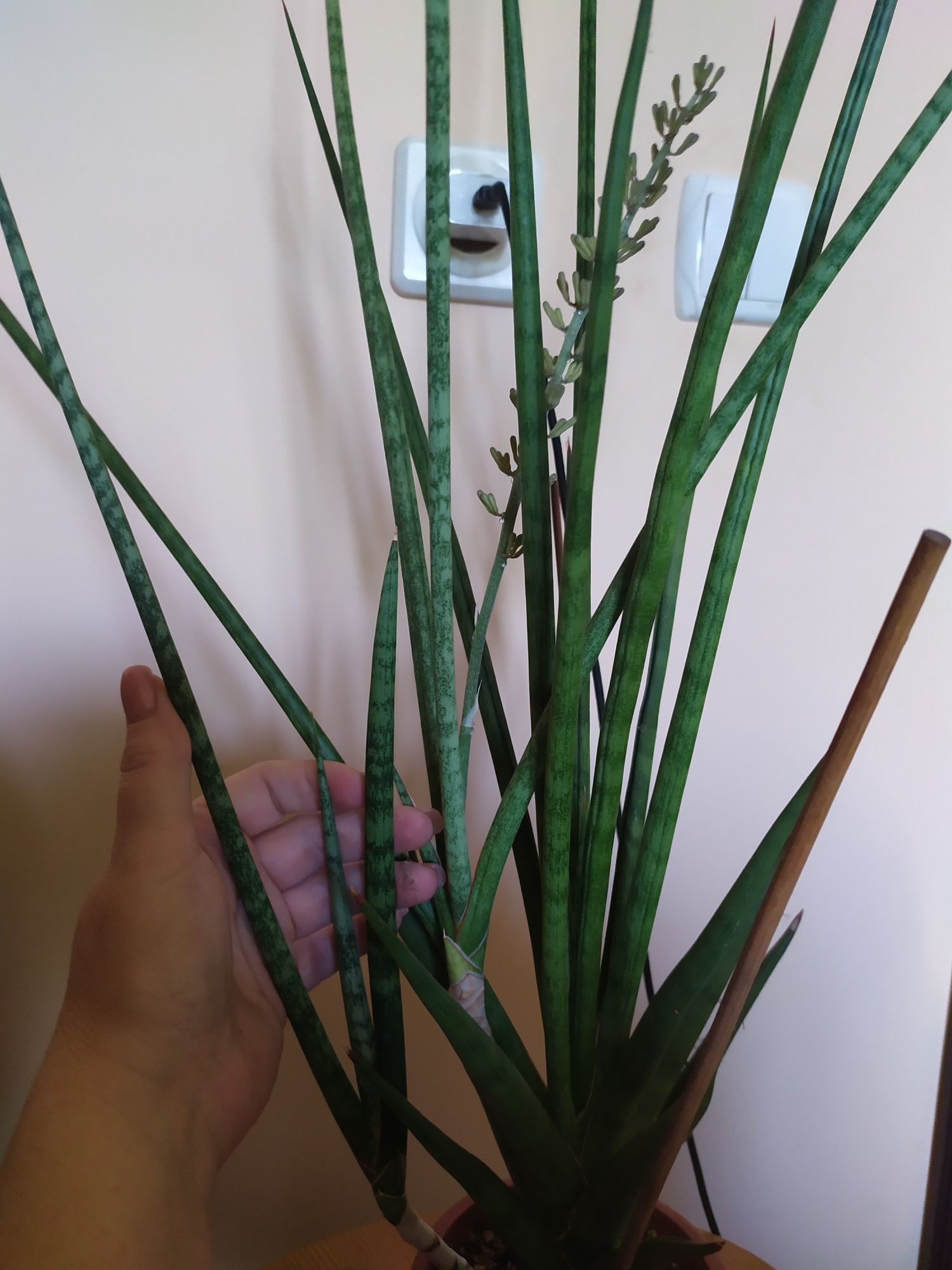 Сансевієрія Gracilis