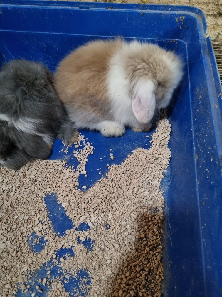 Kit coelhos anoes mini lop(orelhudos) e mini holandes do criador