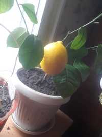 Лимоное дерево с плодами и без!