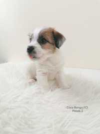 Jack Russell Terrier-- szorstkowłosy piesek FCI
