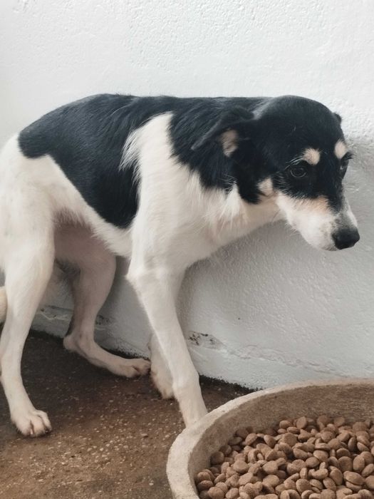 RAYA (Fêmea, 2 Anos) Para Adoção