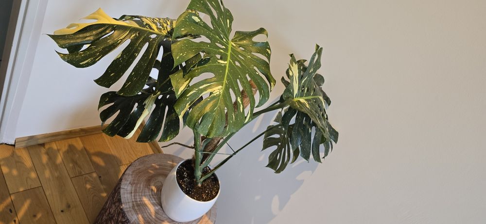 Monstera Thai Constellation Big Form!!!