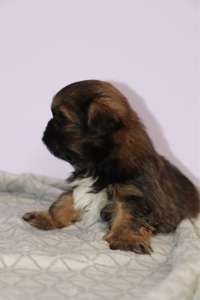 Śliczny piesek shih tzu! Gen BLUE!