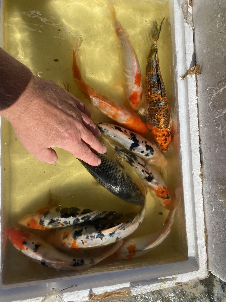 Karp Koi, karaś shubunkin, jesiotr,ryby oczko, już dostępne w sezonie