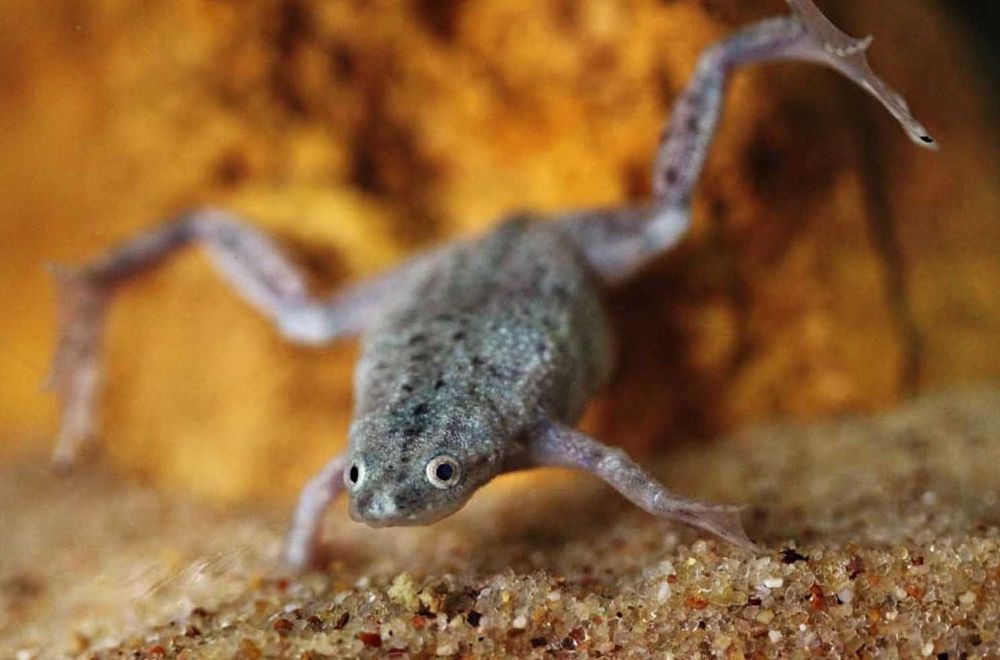 Żaba - Karlik szponiasty - Hymenochirus boettgeri - dowóz, wysyłka