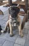 Bullmastiff piesek