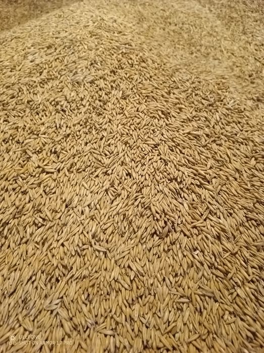 Owies, jęczmień, pszenżyto 2025