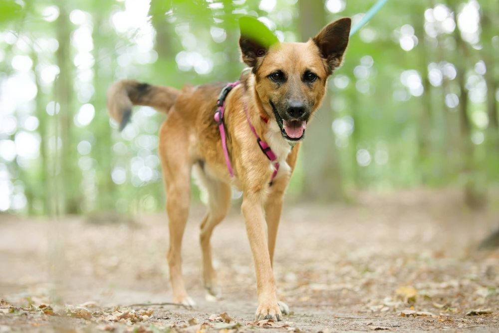 STITCH, roczny psiak w schronisku, adoptuj