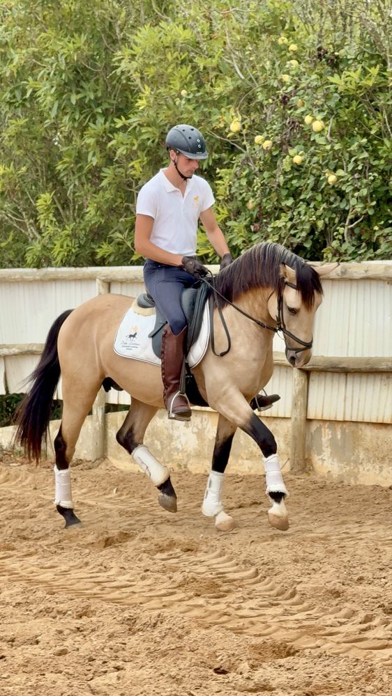 Baio Lusitano 3 anos Montado