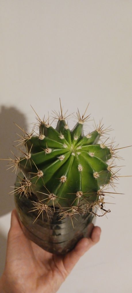 Kaktus ehinopsis kwiat doniczkowy