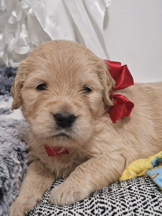 Szczeniak Golden retriever zkwp śląskie