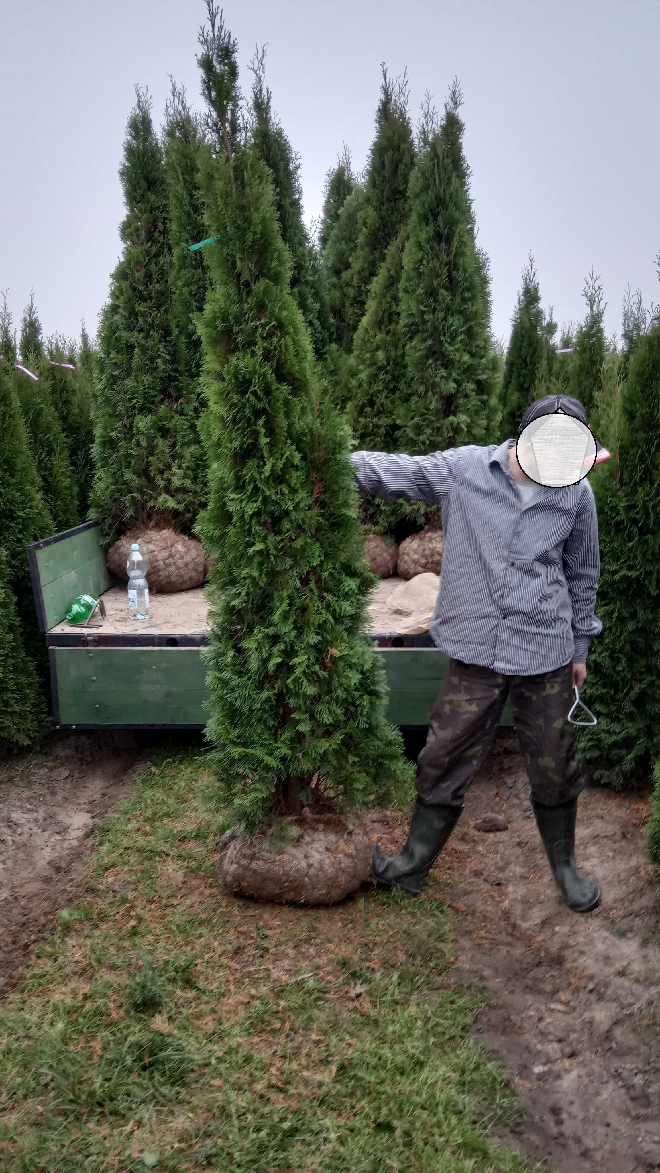 tuja tuje Szmaragd szmaragdowa 300 cm
