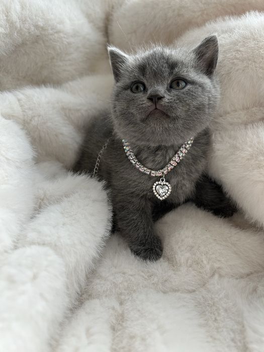 Британська плюшева кішечка. Чистокровна британська кішечка