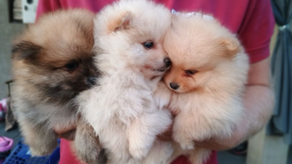Szpic miniaturowy pomeranin