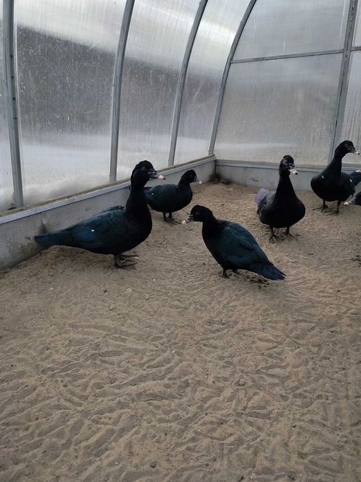 Sprzedam kaczki francuskie z czarną maską.