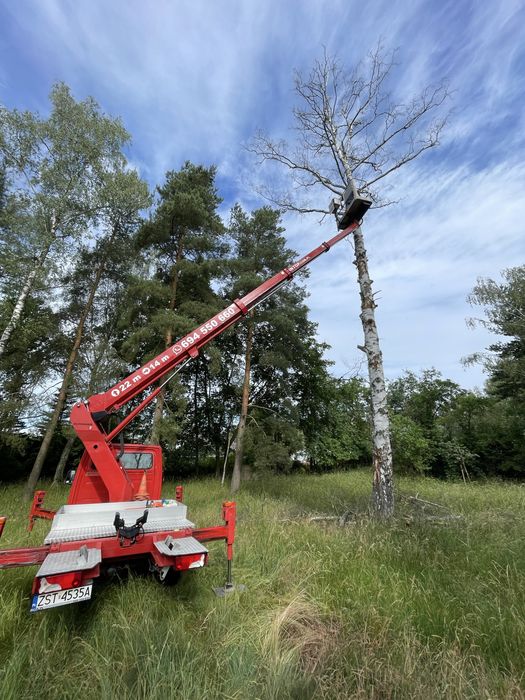 Wycinka i pielęgnacja drzew z podnosnika i alpinistycznie