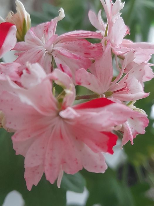 Герані зрізи,пеларгонія