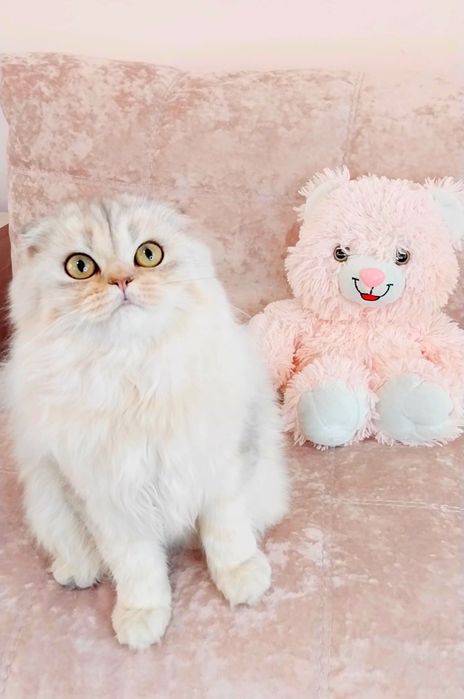 Чарівний хлопчик шотландець