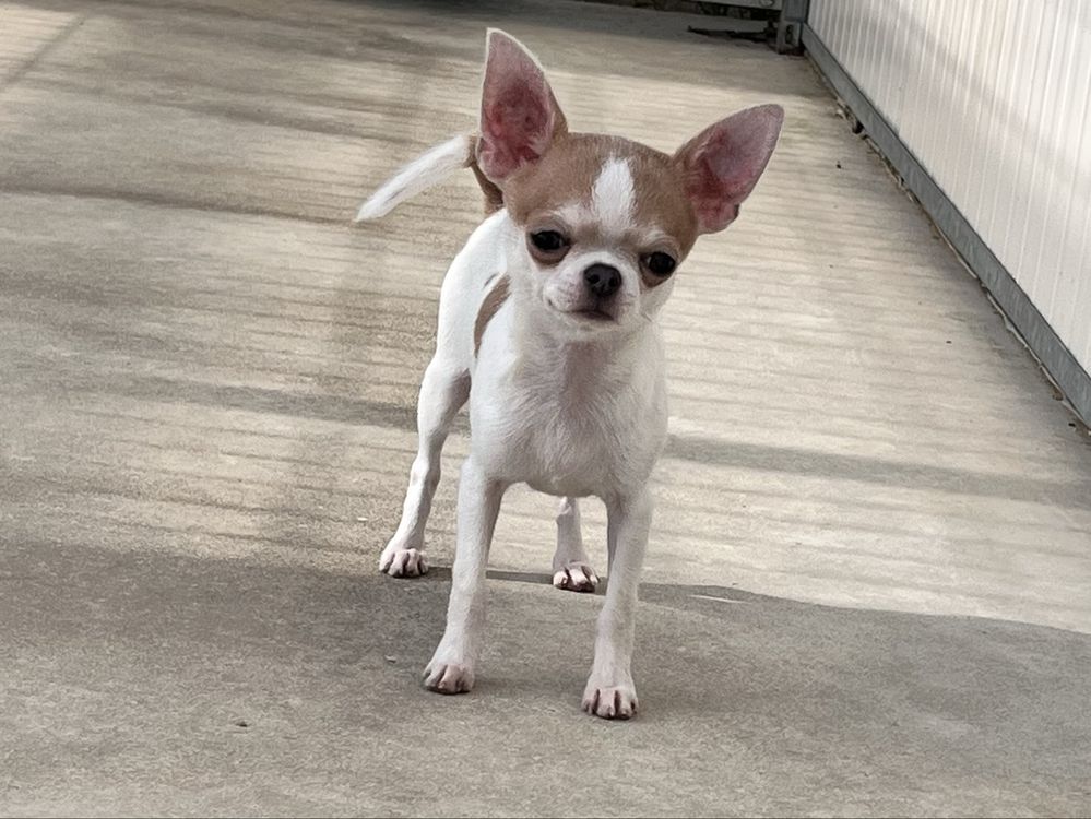 Chihuahua Macho disponivel