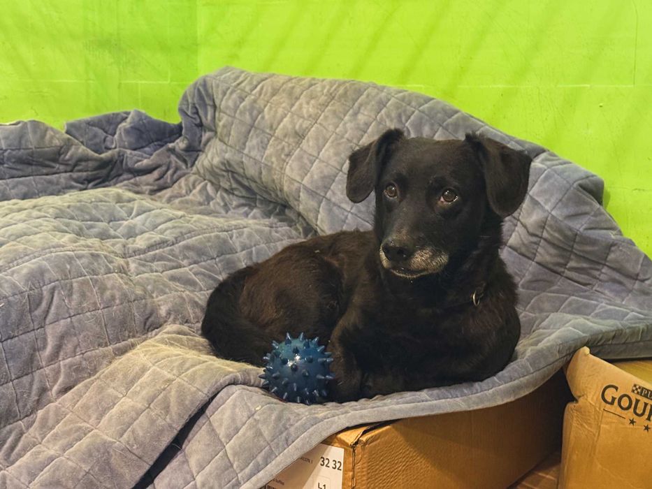 Puzio, nieduży piesek z wielkim serduszkiem szuka domu!