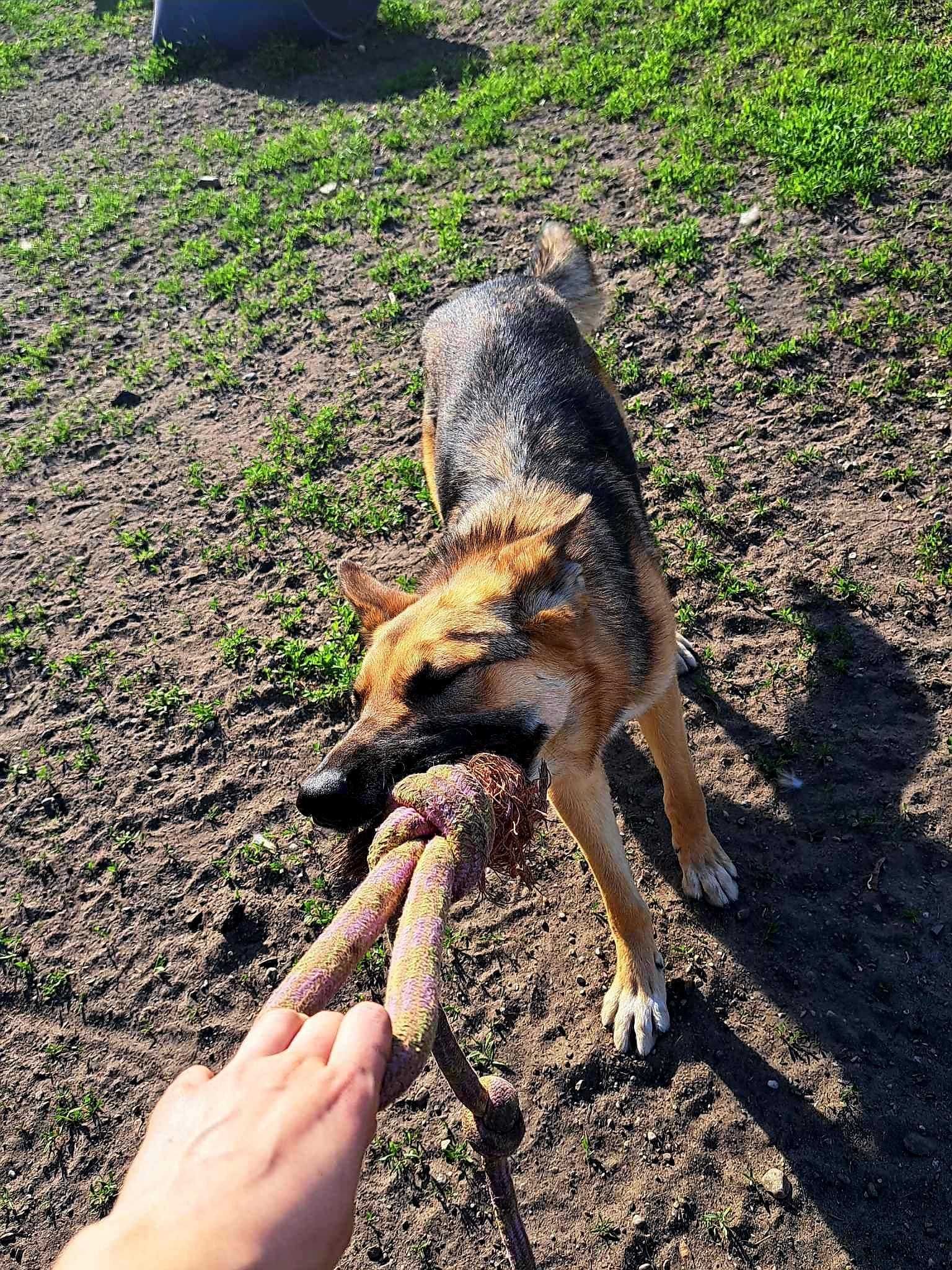 Bubi młoda sunia szuka domu