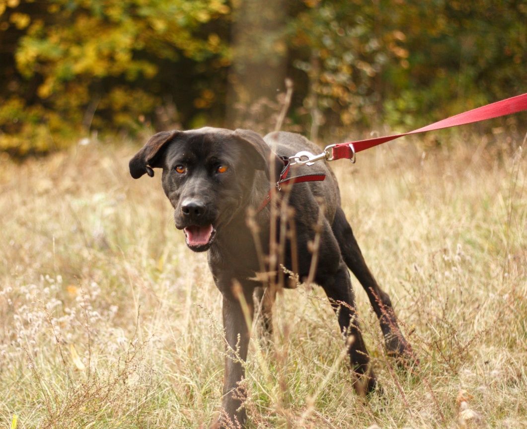 Tenor pies w typie labradora do adopcji