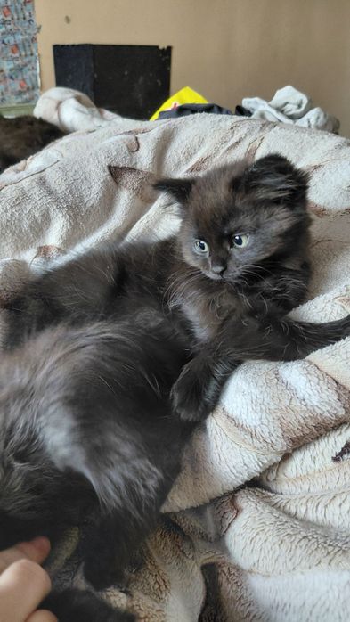 Черная пушистая малышка