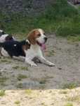 Beagle reproduktor