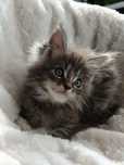 Kocurek Maine Coon