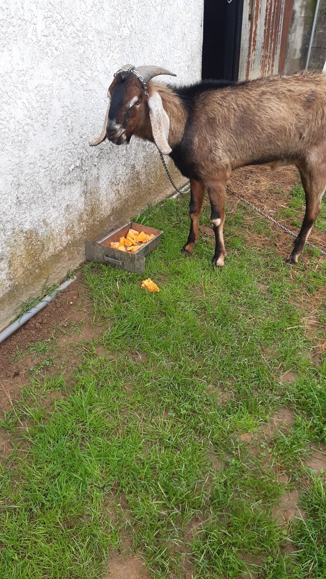 Vendo cabrito ângulo nuviano puro com 2 anos