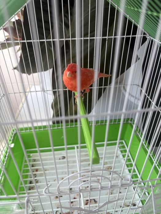 Canario vermelho nevado