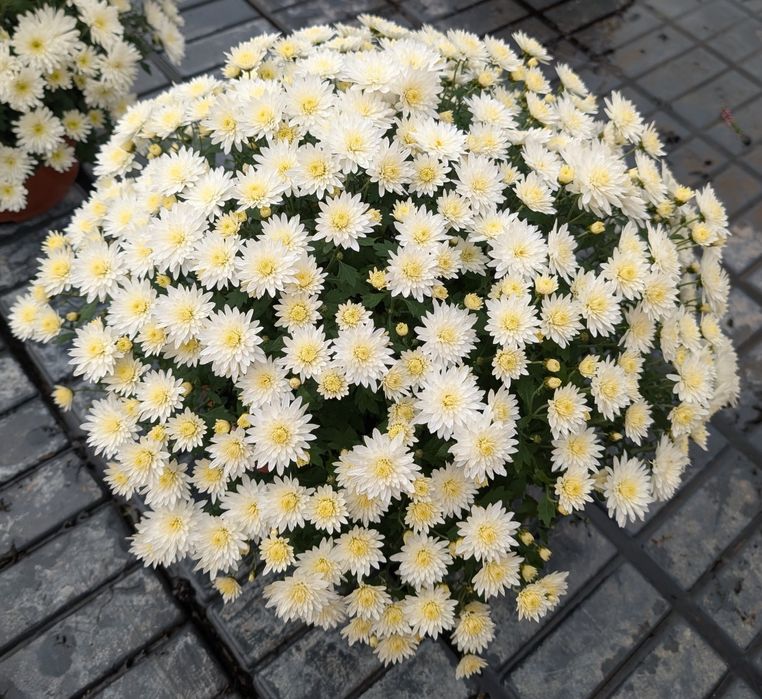 Chryzantemy doniczkowe, cięte, jodła, Asparagus