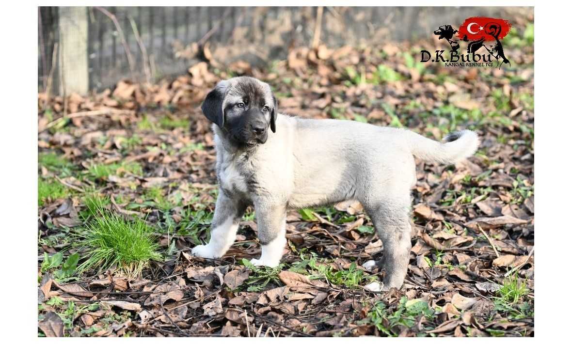 Kangal  import Turcja. Hodowla D.K.BUBU FCI.