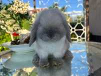 Mini Lop królik miniaturka top hodowla