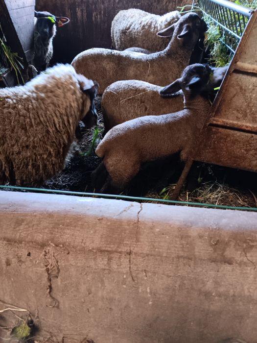 Animais super saudáveis, de genética pura