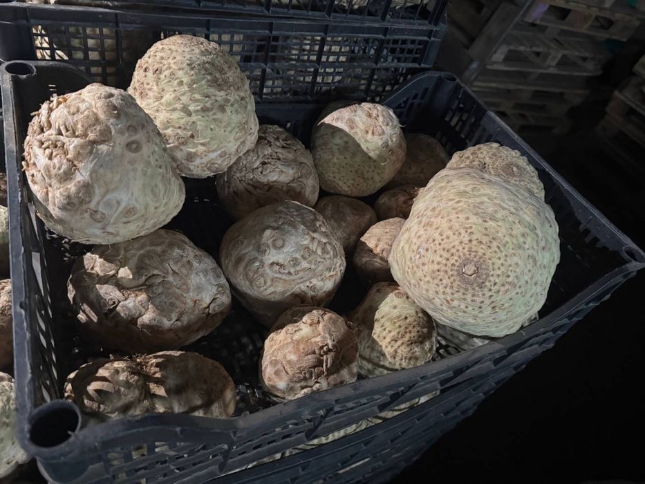 Селера, мита , чищена