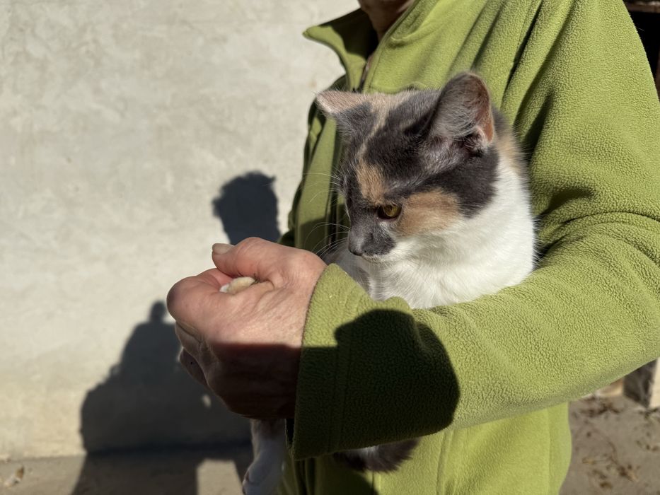 Dwa bezdomne koty czekaja na wymarzone domy !