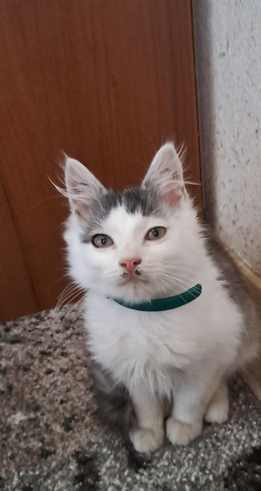 Віддам котика в добрі руки.