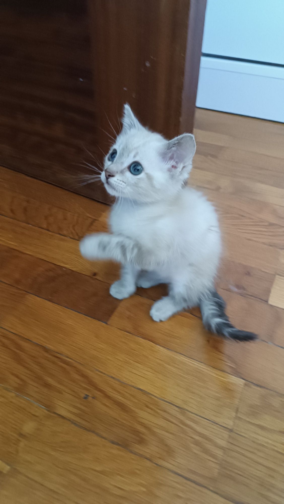 Dou gatinhos com 2 meses