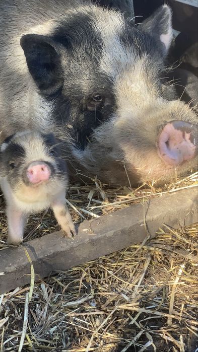 Mini-Porcos Pretos e Malhados (Aceitamos troca por galinhas!)