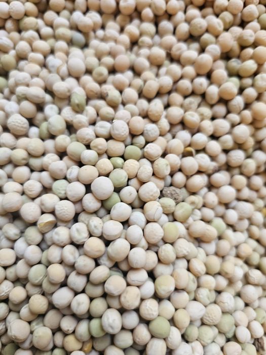 Groch ozimy Dexter rok po centrali