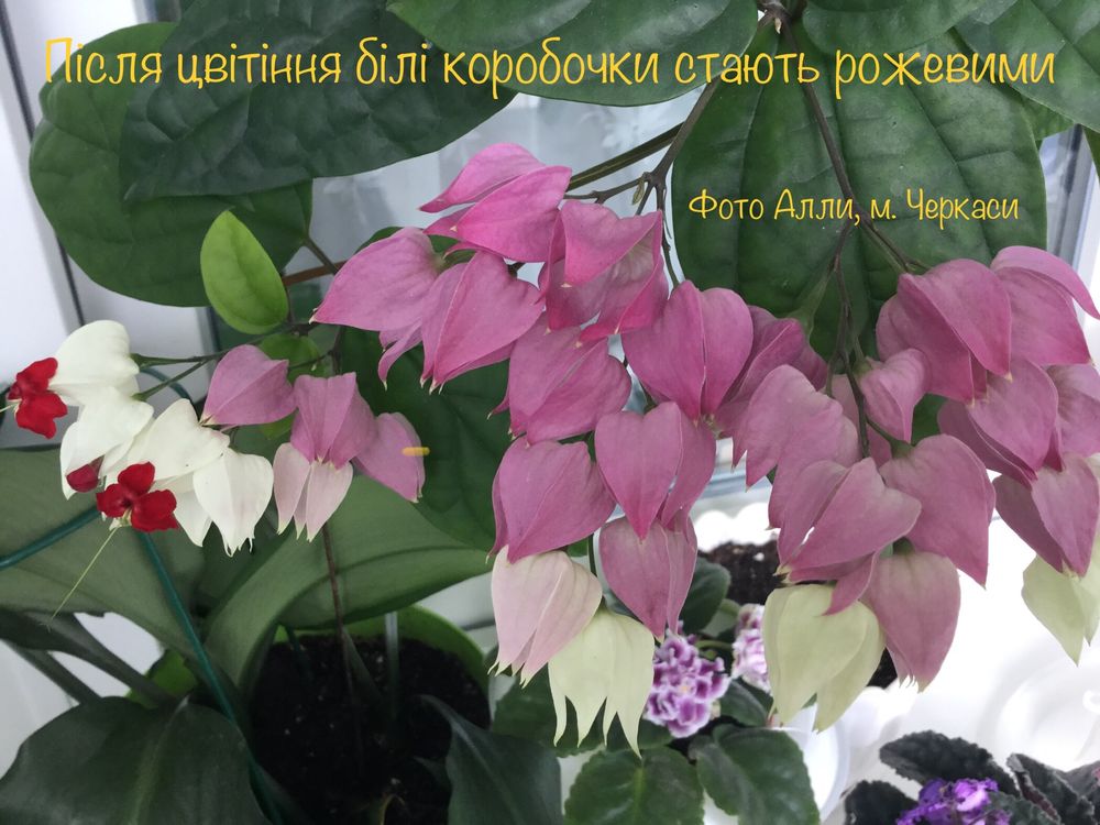 Клеродендрон Томсона